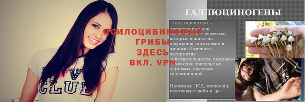 стаф Богданович